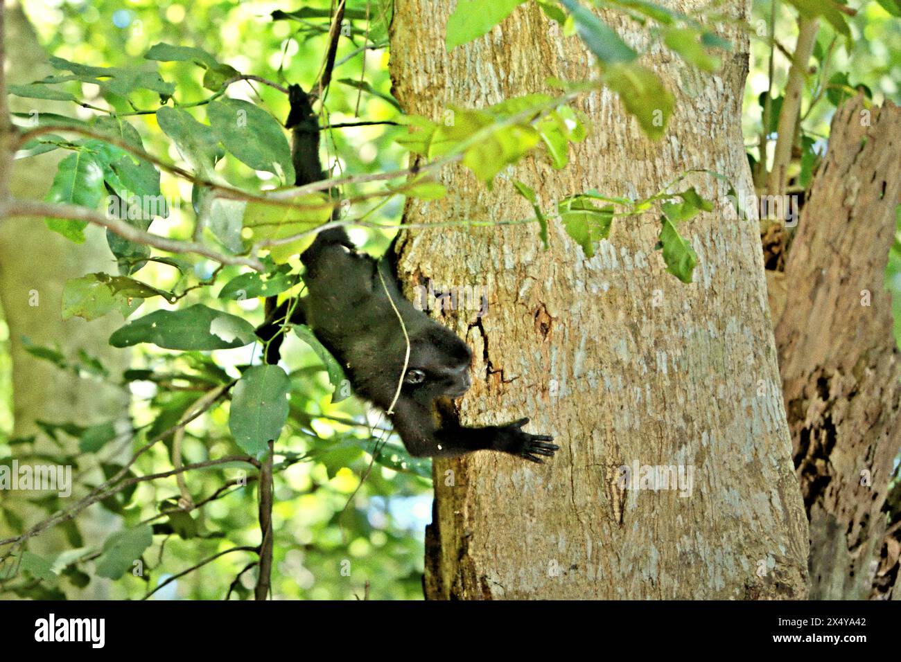 Ein Haubenmakaken (Macaca nigra) jagt auf einem Baum im Tangkoko-Wald, Nord-Sulawesi, Indonesien. Der Klimawandel ist einer der wichtigsten Faktoren, die die biologische Vielfalt weltweit mit alarmierender Geschwindigkeit beeinflussen, so ein Team von Wissenschaftlern unter der Leitung von Antonio acini Vasquez-Aguilar in ihrem Artikel vom März 2024 über environ Monit Assessment. Die International Union for Conservation of Nature (IUCN) sagt auch, dass steigende Temperaturen zu ökologischen, verhaltensbezogenen und physiologischen Veränderungen der Tierarten und der Artenvielfalt geführt haben. Derzeit haben etwa ein Viertel der Primaten Temperaturen über... Stockfoto