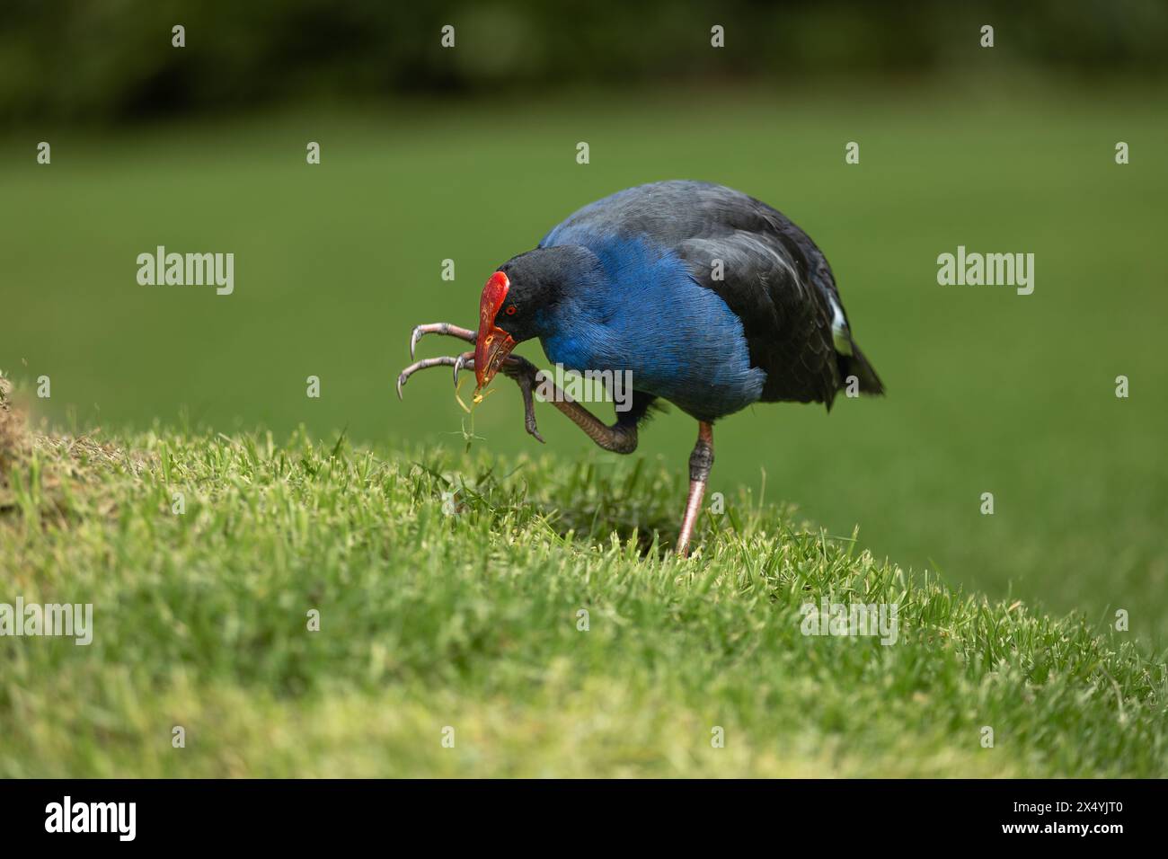 Pukeko sammelt Essen im Park Stockfoto
