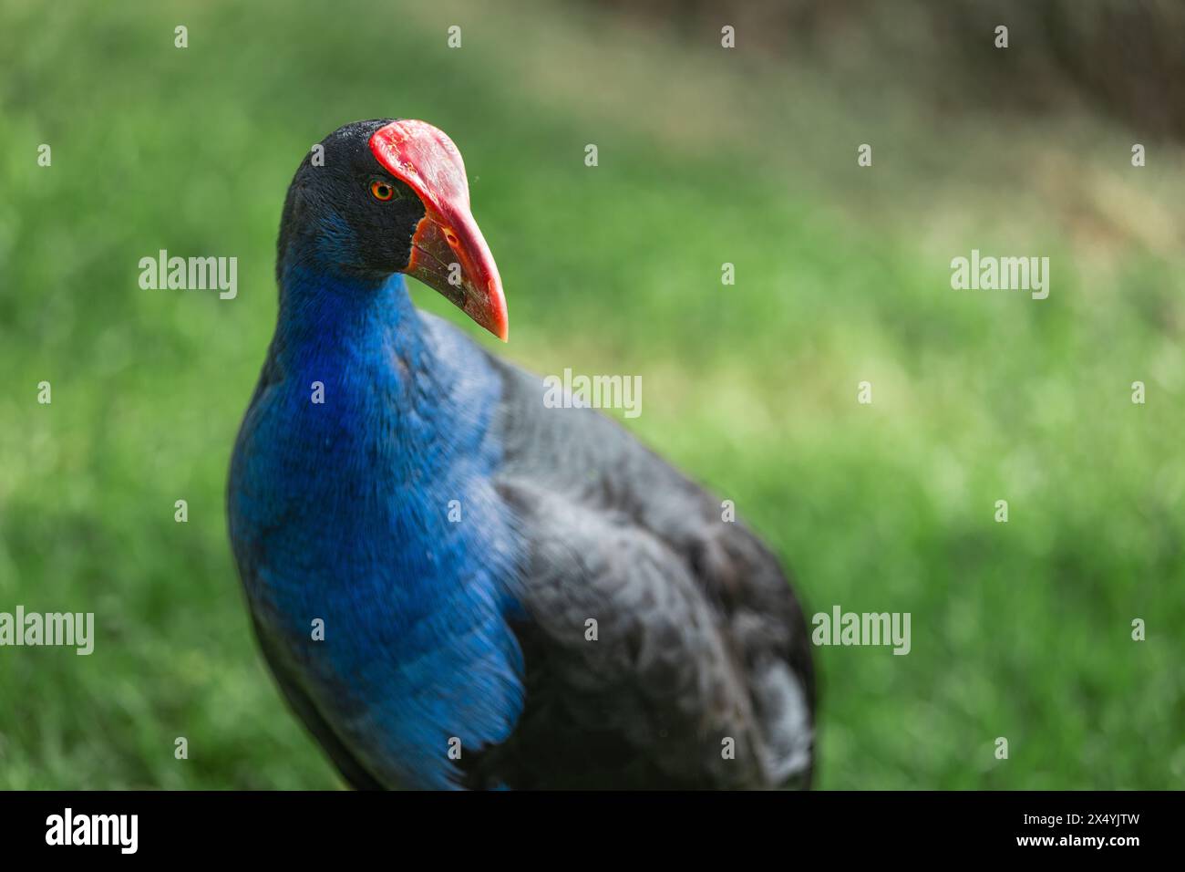 Nahaufnahme eines Pukeko im Park Stockfoto
