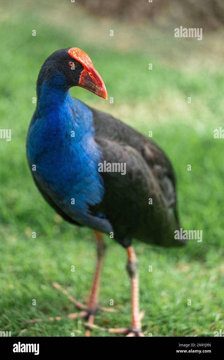 Porträt eines Pukeko im Park Stockfoto