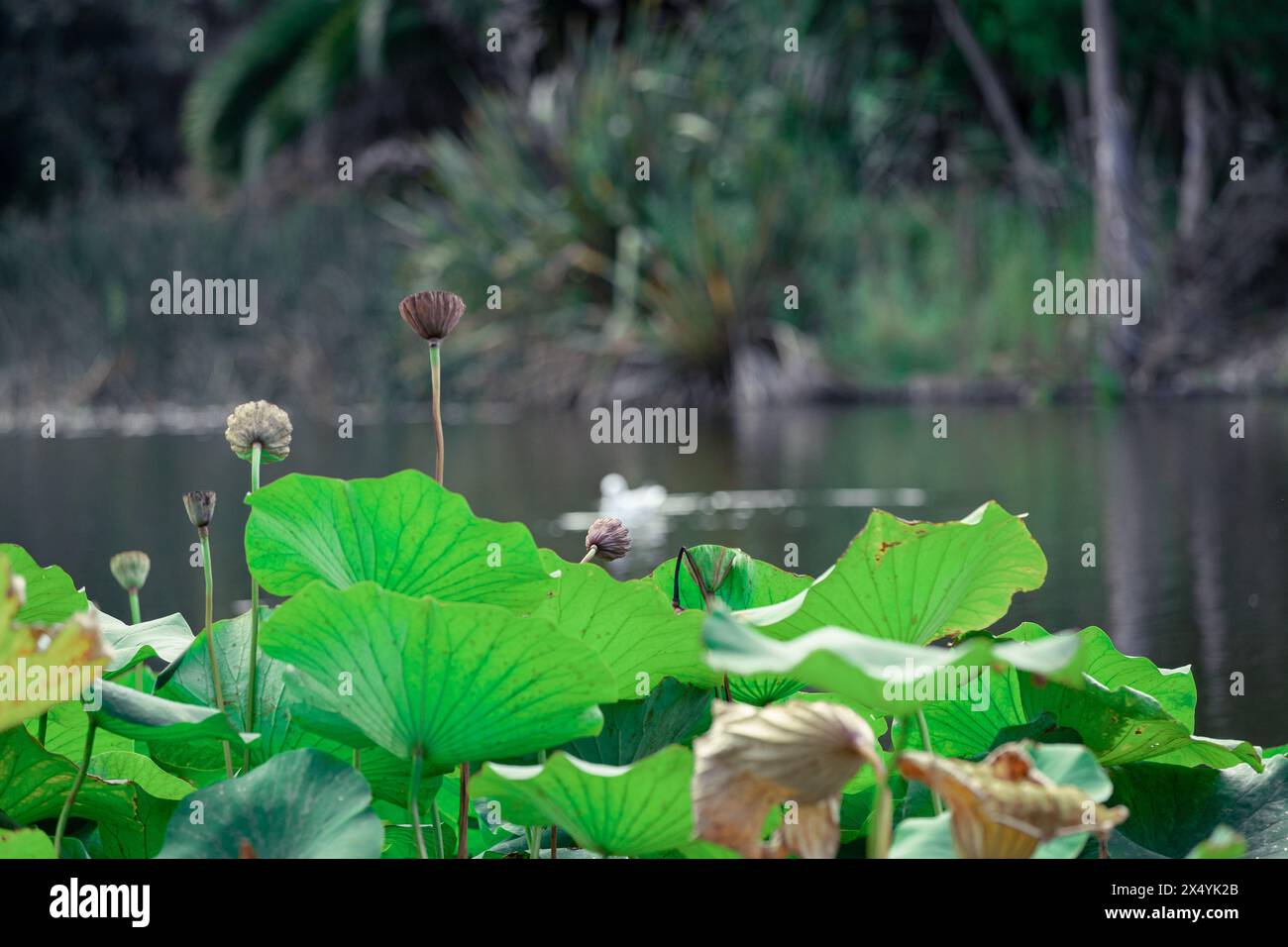 Verblasste Lotusblume blüht an einem Teich Stockfoto