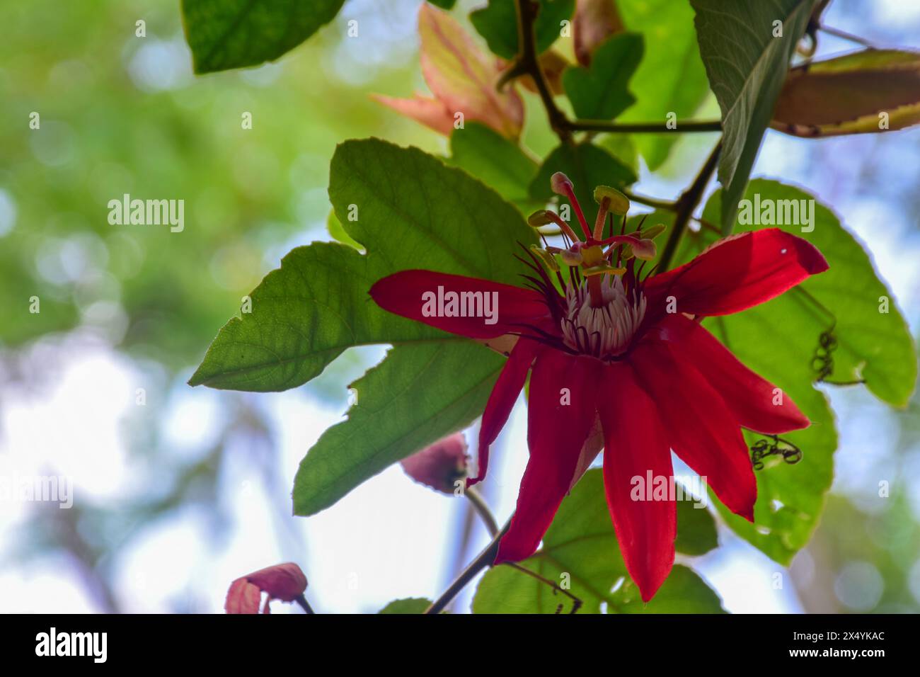 Rote Passionsblume, Passiflora vitifolia, Blume Stockfoto
