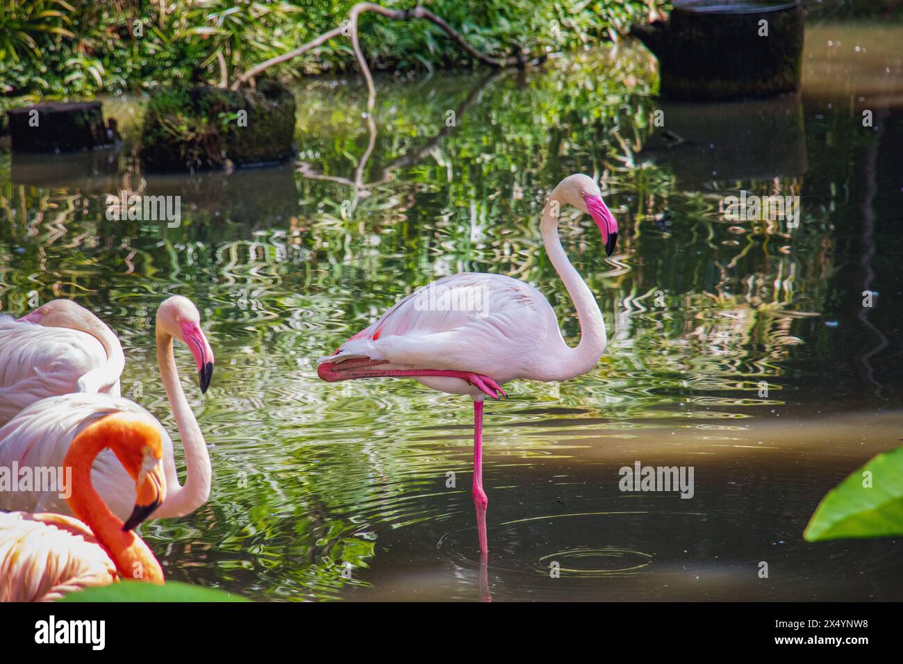 Großer Flamingo (Phoenicopterus roseus) im Teich des Negara Zoo, Malaysia Stockfoto