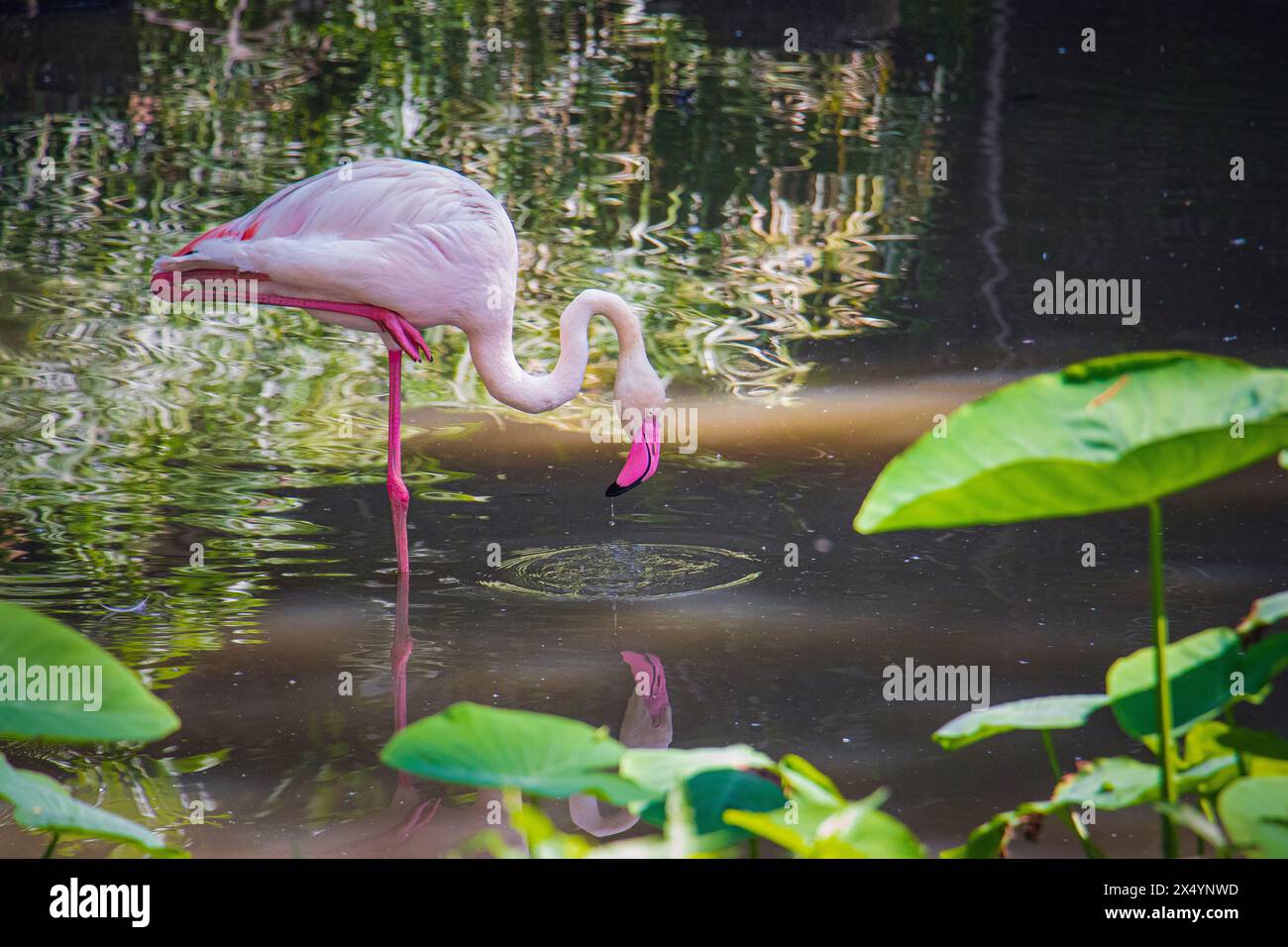 Großer Flamingo (Phoenicopterus roseus) isst im Teich eines Zoos Schlamm. Stockfoto