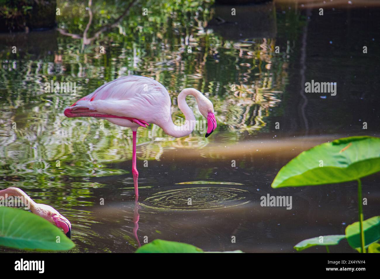 Großer Flamingo (Phoenicopterus roseus) im Negara Zoo, Malaysia Stockfoto