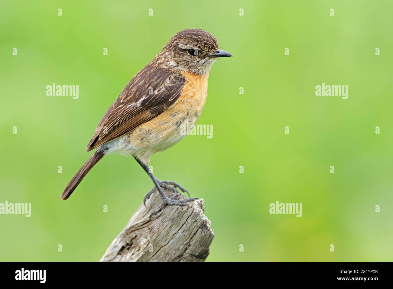 Ein weibliches afrikanisches Steinechat (Saxicola torquatus), das auf einem Ast in Südafrika thront Stockfoto