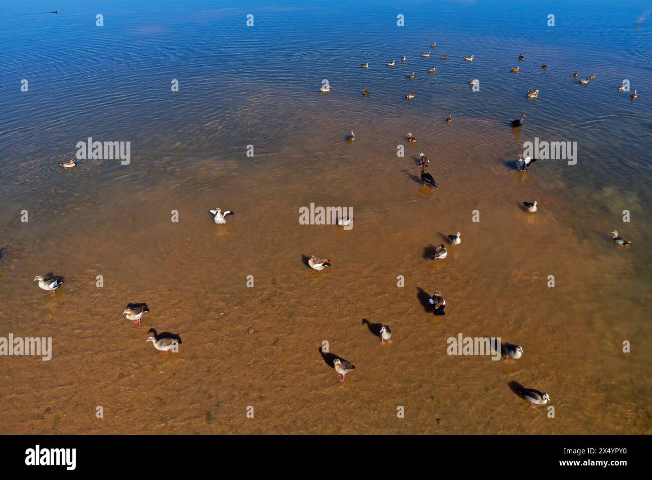 Ägyptische Gänse (Alopochen aegyptiacus) und andere Wasservögel im Flachwasser eines Teichs, südliches Afrika Stockfoto
