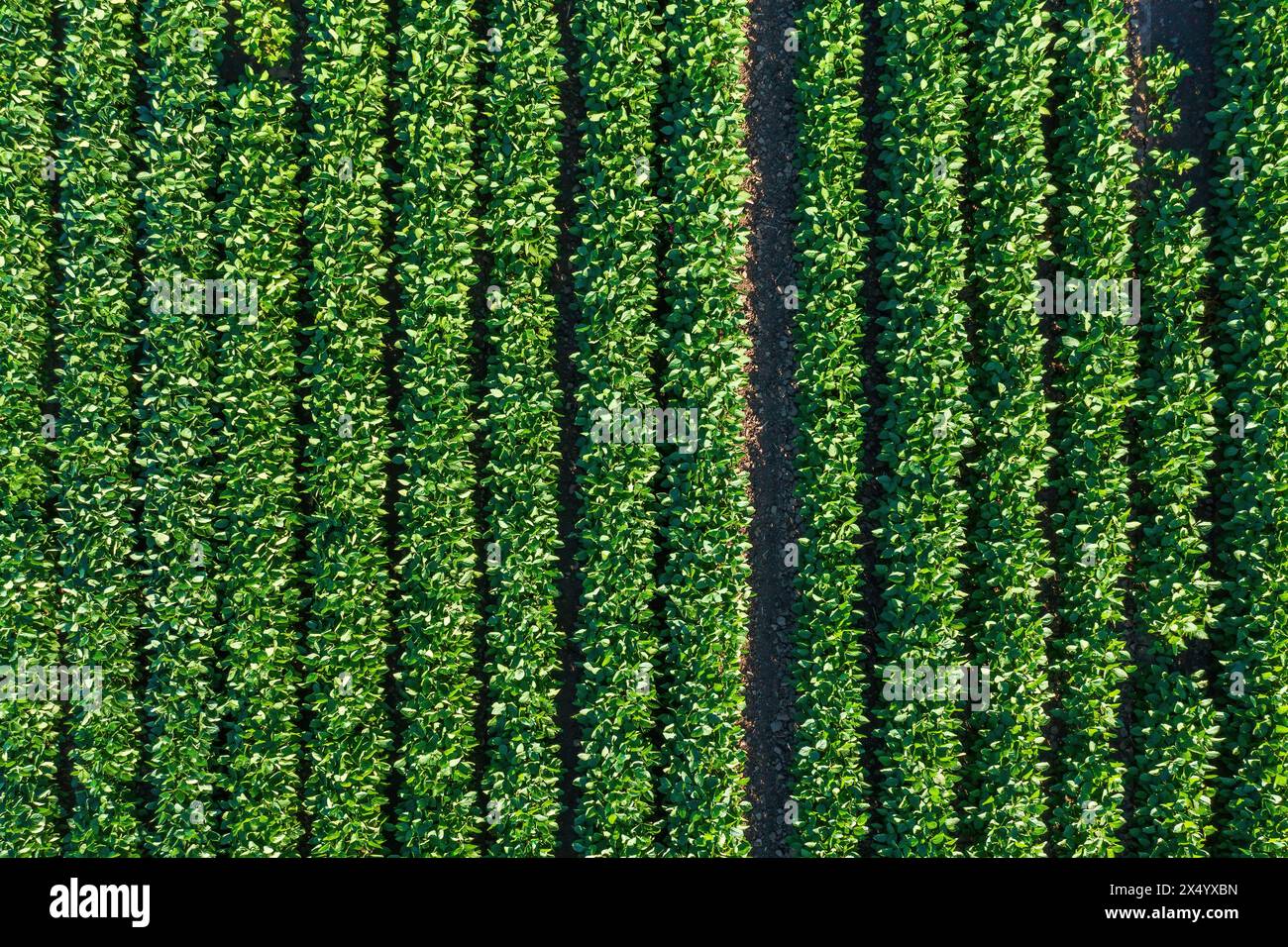 Sojabohnen (Glycine max) Kulturfeld aus Drohne pov, direkt über der Luftaufnahme Stockfoto