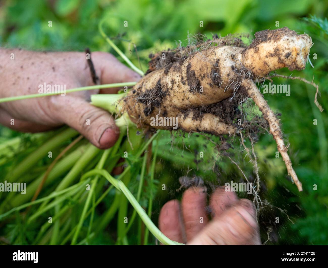 Karotte, erblich gelb weiß, aus dem Boden gerissen, von zwei Händen gehalten, bewachsen und seltsam geformt, mit Schmutz bedeckt Stockfoto