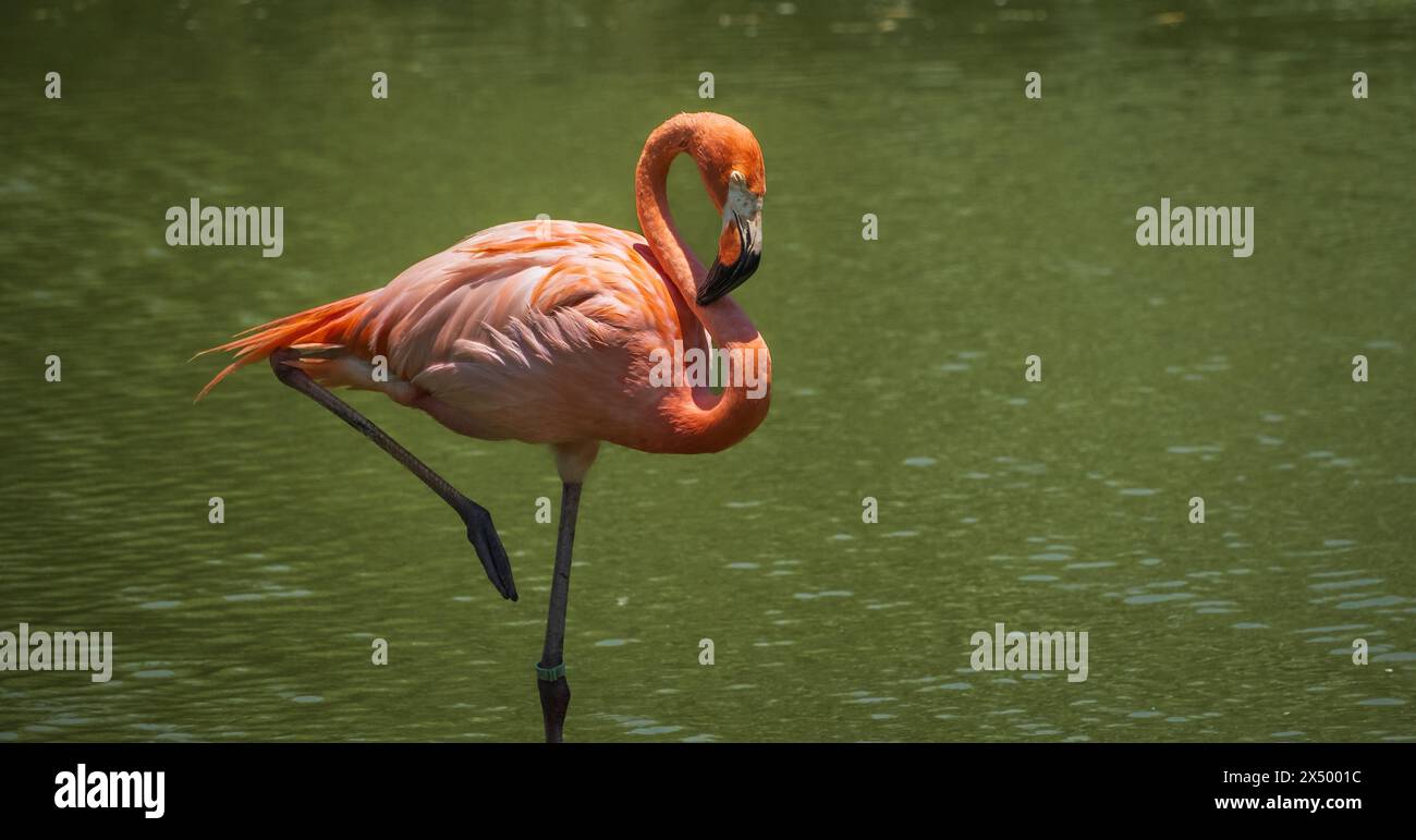 Wunderschöne Flamingos stehen im Wasser. Amerikanischer Flamingo in einem Teich. Amerikanischer Flamingo Phoenicopterus ruber oder karibischer Flamingo. Großer Vogel ist Rela Stockfoto