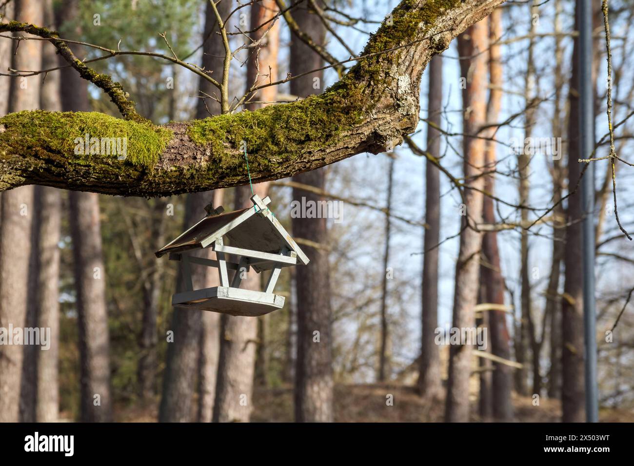 Ein Vogelhaus auf einem Baumzweig Stockfoto