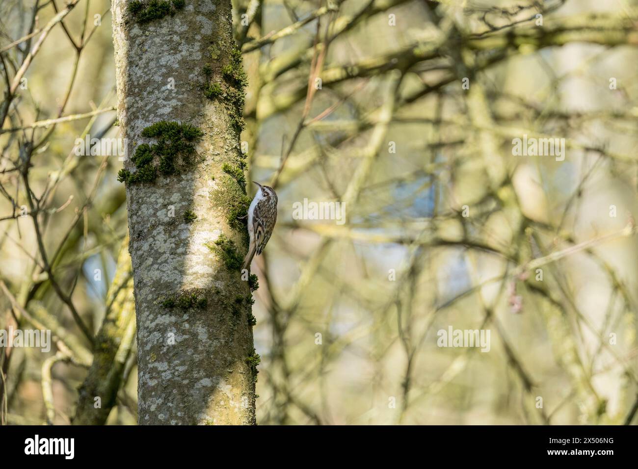 Treecreeper (Certhia familiaris) auf der Suche nach Insekten in Moos, das auf Baumstämmen wächst. Woolhope Herefordshire UK. März 2024 Stockfoto
