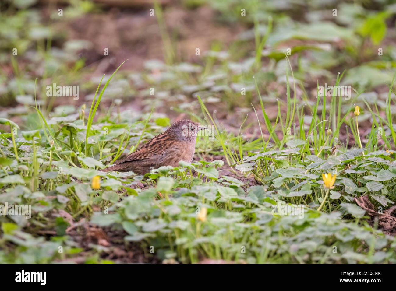 Dunnock (Prunella modularis) auf der Suche nach Insekten in den Celandinen. Herefordshire England Vereinigtes Königreich. April 2024 Stockfoto