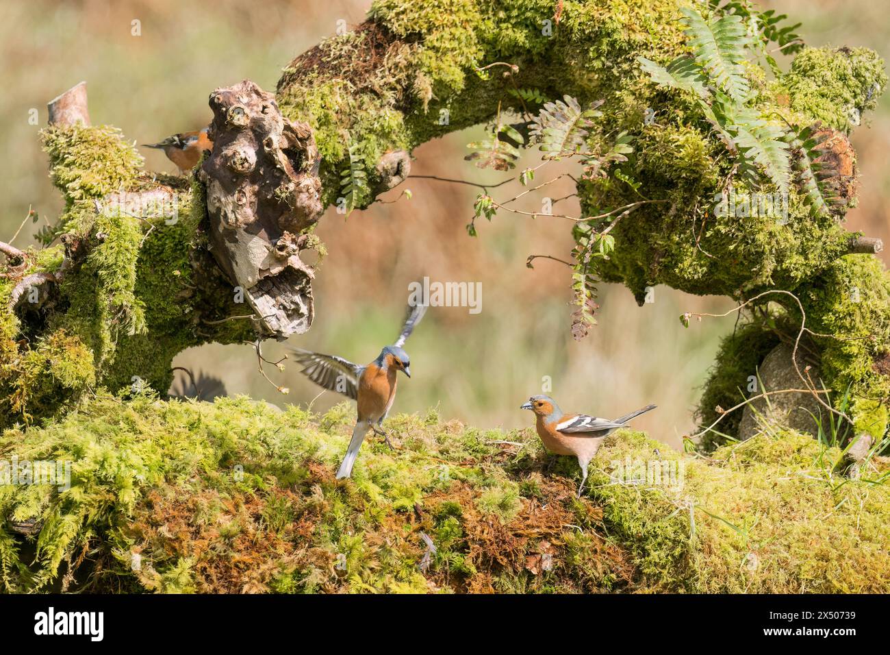 Mail Chaffinch (Fringilla coelebs) Flug mit einer Erdnuss im Schnabel Ringford Schottland Großbritannien. April 2024. Stockfoto