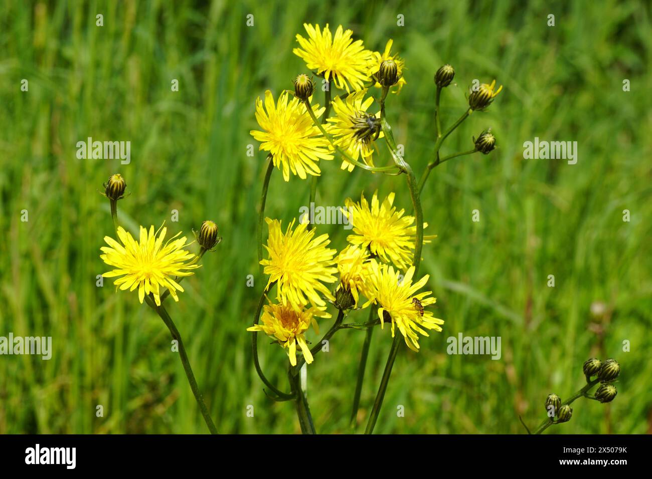 Gelb blühender rauer Karettbart (Crepis biennis), Familie Asteraceae oder Compositae. Verschwommenes Gras auf dem Hintergrund. Frühling, Mai, Niederlande Stockfoto