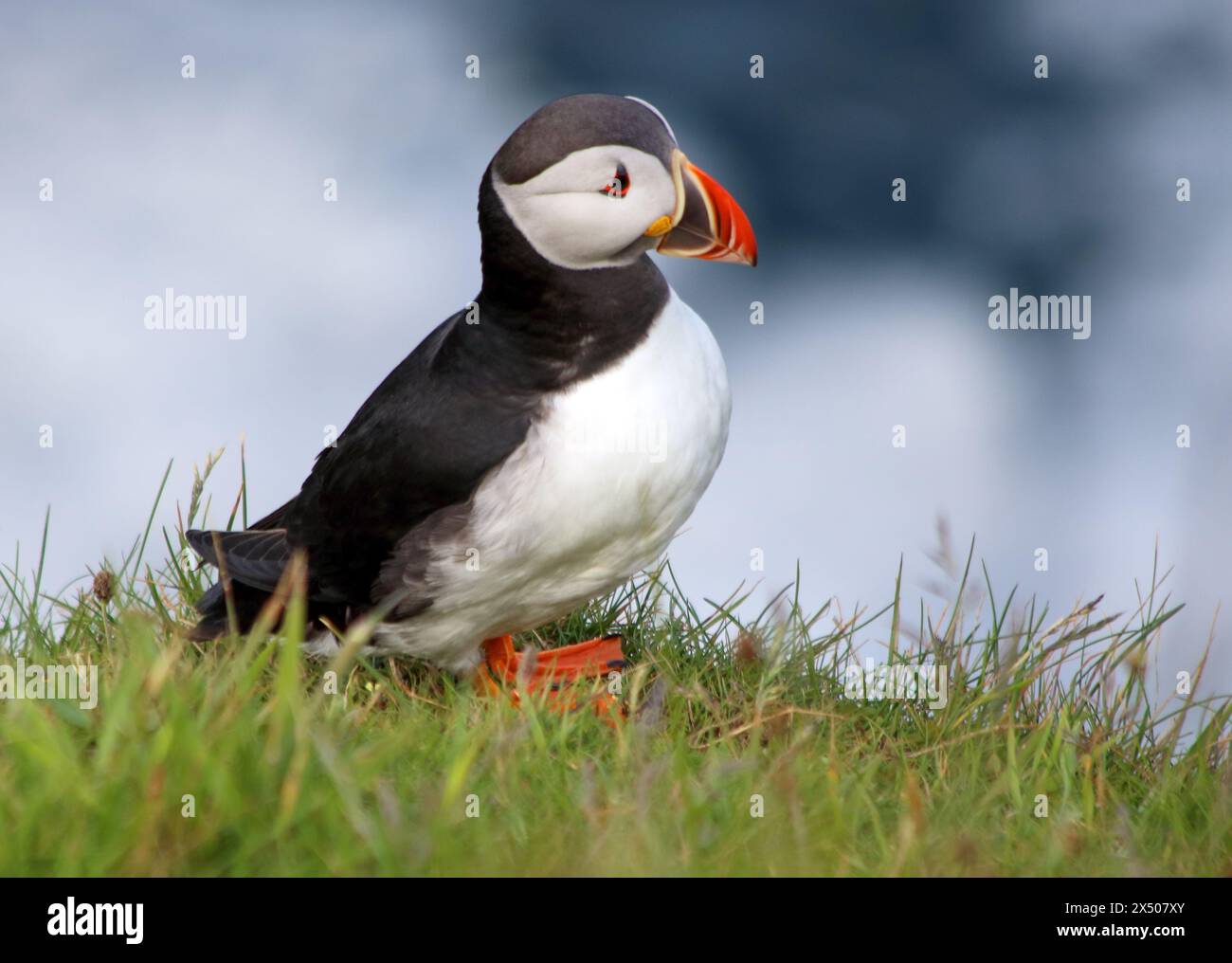Nahaufnahme von Papageientauchern, die sich auf einem grasbedeckten Feld gegen das Meer erheben Stockfoto
