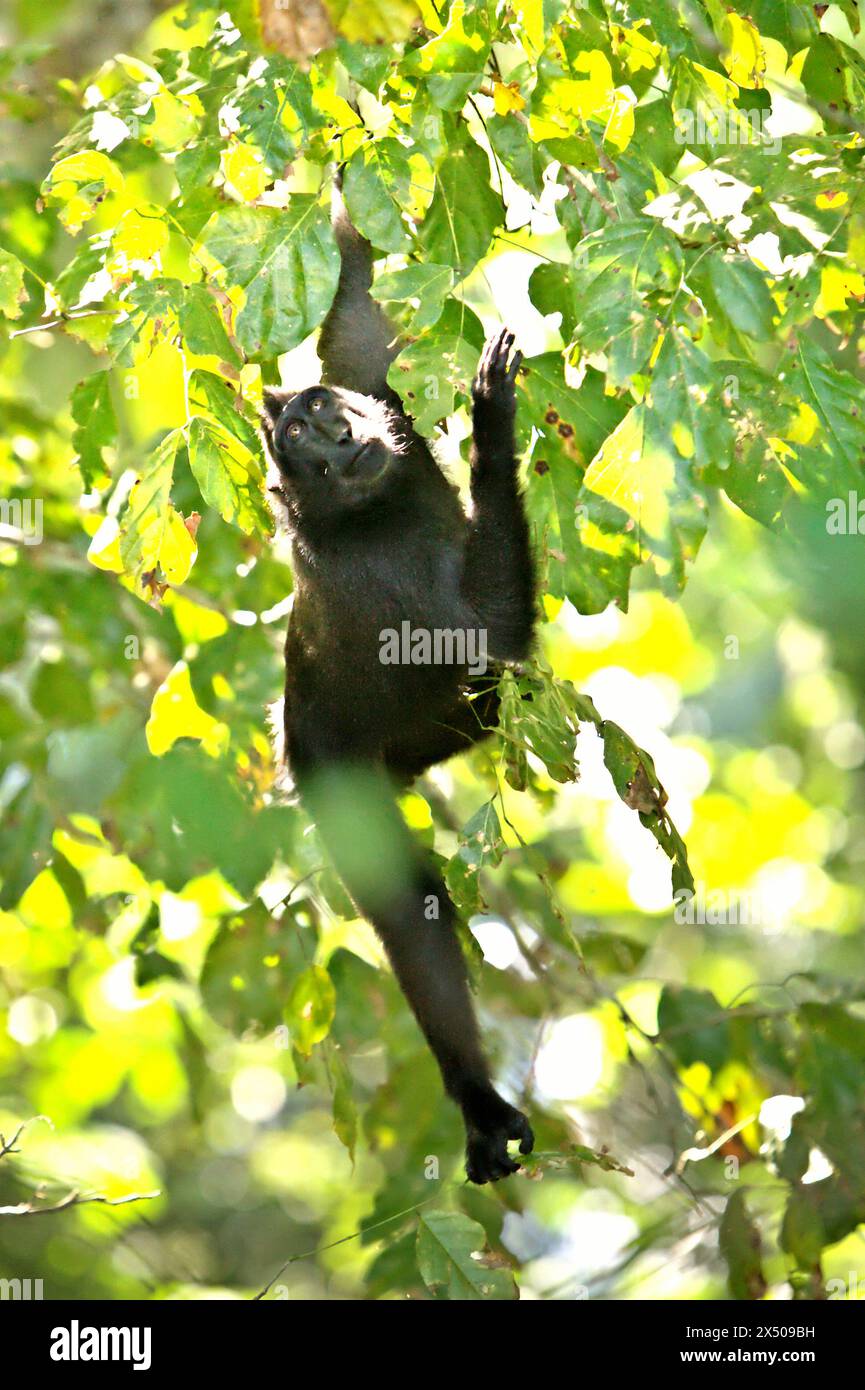 Ein Haubenmakaken (Macaca nigra) sucht morgens im Tangkoko-Wald im Norden von Sulawesi, Indonesien auf einem Baum. Der Klimawandel ist einer der wichtigsten Faktoren, die die biologische Vielfalt weltweit mit alarmierender Geschwindigkeit beeinflussen, so ein Team von Wissenschaftlern unter der Leitung von Antonio acini Vasquez-Aguilar in ihrem Artikel vom März 2024 über environ Monit Assessment. Die International Union for Conservation of Nature (IUCN) sagt auch, dass steigende Temperaturen zu ökologischen, verhaltensbezogenen und physiologischen Veränderungen der Tierarten und der Artenvielfalt geführt haben. Derzeit haben etwa ein Viertel der Primaten... Stockfoto