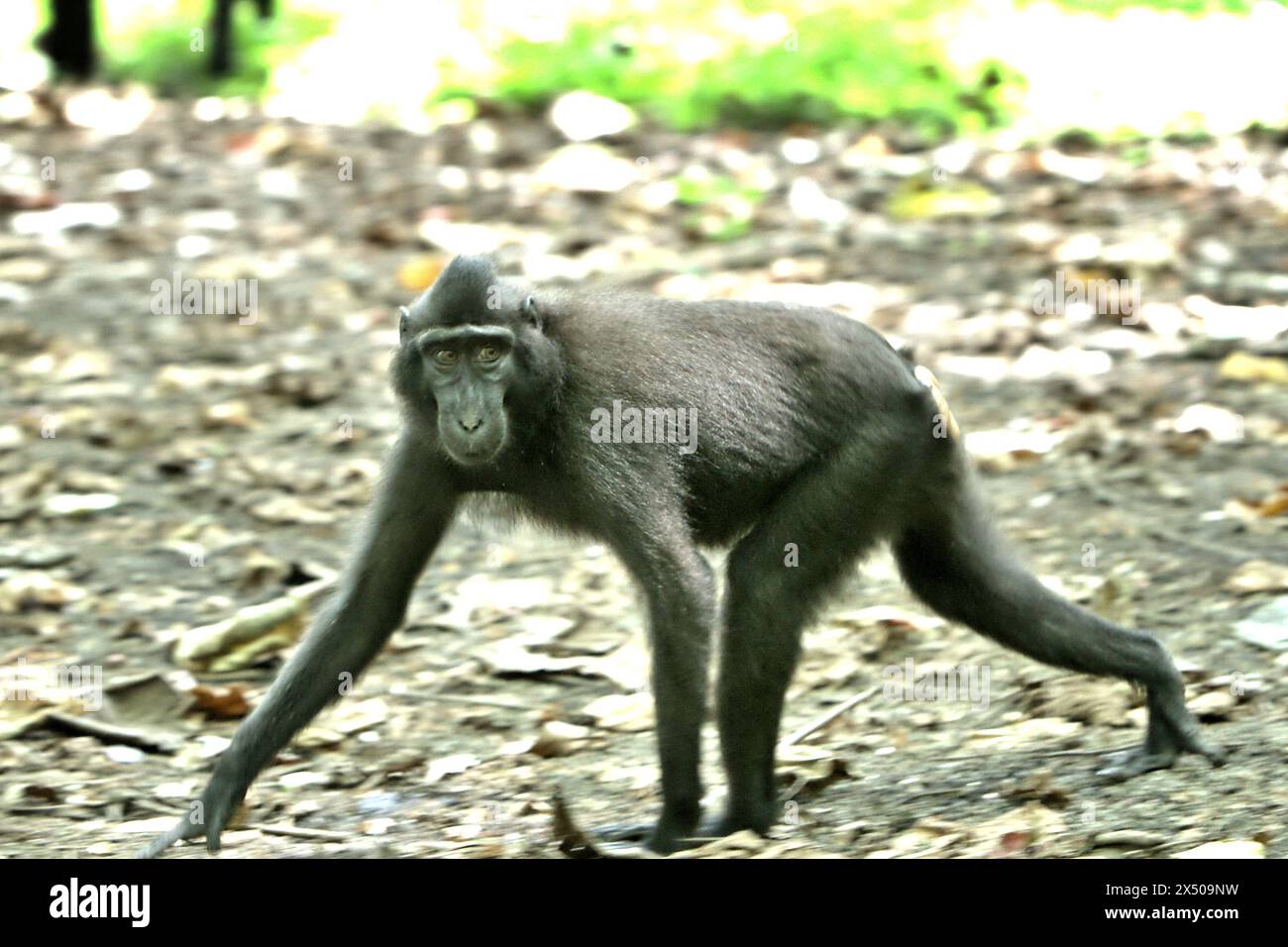 Ein Haubenmakaken (Macaca nigra) bewegt sich auf dem Boden im Tangkoko-Wald in Nord-Sulawesi, Indonesien. Der Klimawandel ist einer der wichtigsten Faktoren, die die biologische Vielfalt weltweit mit alarmierender Geschwindigkeit beeinflussen, so ein Team von Wissenschaftlern unter der Leitung von Antonio acini Vasquez-Aguilar in ihrem Artikel vom März 2024 über environ Monit Assessment. Die International Union for Conservation of Nature (IUCN) sagt auch, dass steigende Temperaturen zu ökologischen, verhaltensbezogenen und physiologischen Veränderungen der Tierarten und der Artenvielfalt geführt haben. Derzeit haben etwa ein Viertel der Primaten Temperaturen über... Stockfoto