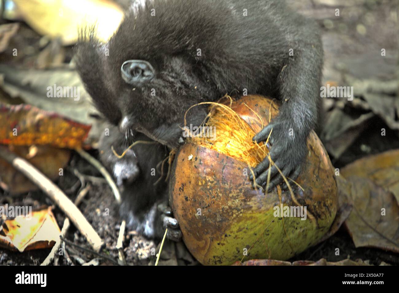 Ein Haubenmakaken (Macaca nigra) versucht, Kokosnussfrüchte im Tangkoko-Wald in Nord-Sulawesi in Indonesien zu öffnen. Der Klimawandel ist einer der wichtigsten Faktoren, die die biologische Vielfalt weltweit mit alarmierender Geschwindigkeit beeinflussen, so ein Team von Wissenschaftlern unter der Leitung von Antonio acini Vasquez-Aguilar in ihrem Artikel vom März 2024 in environ Monit Assete. Die International Union for Conservation of Nature (IUCN) sagt auch, dass steigende Temperaturen zu ökologischen, verhaltensbezogenen und physiologischen Veränderungen der Tierarten und der Artenvielfalt geführt haben. Derzeit haben etwa ein Viertel der Primaten Temperaturen über... Stockfoto