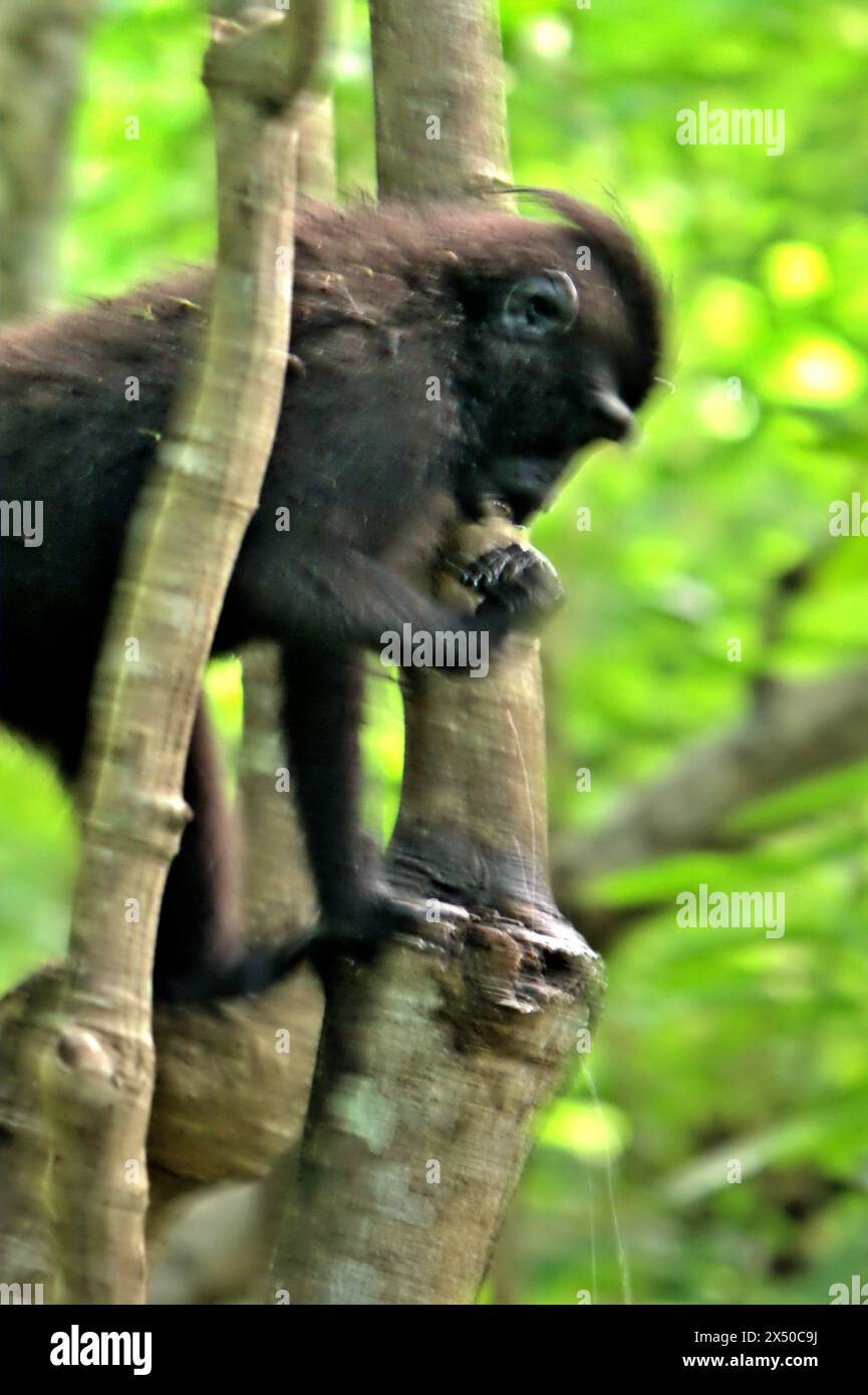 Die Seitenansicht eines Haubenmakaken (Macaca nigra) ist im Tangkoko-Wald in Nord-Sulawesi, Indonesien, fotografiert. Der Klimawandel ist einer der wichtigsten Faktoren, die die biologische Vielfalt weltweit mit alarmierender Geschwindigkeit beeinflussen, so ein Team von Wissenschaftlern unter der Leitung von Antonio acini Vasquez-Aguilar in ihrem Artikel vom März 2024 in environ Monit Assete. Die International Union for Conservation of Nature (IUCN) sagt auch, dass steigende Temperaturen zu ökologischen, verhaltensbezogenen und physiologischen Veränderungen der Tierarten und der Artenvielfalt geführt haben. Derzeit haben etwa ein Viertel der Primatenbereiche Temperaturen über. Stockfoto