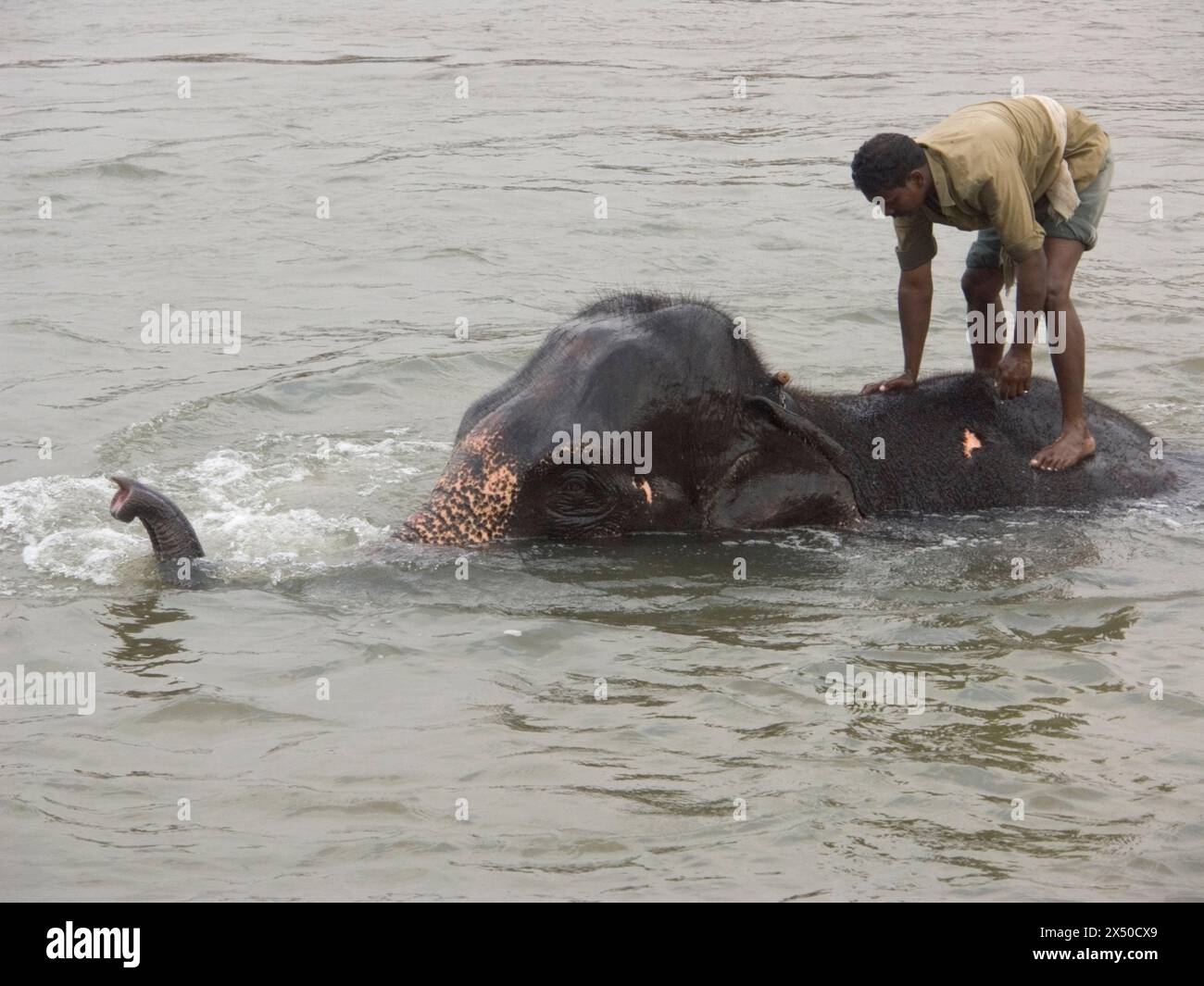 Ein Mann wäscht den Elefanten, den er zur Arbeit benutzt, im Fluss entlang des Hindu-Tempels in Hampi, Karnataka, Indien. Stockfoto