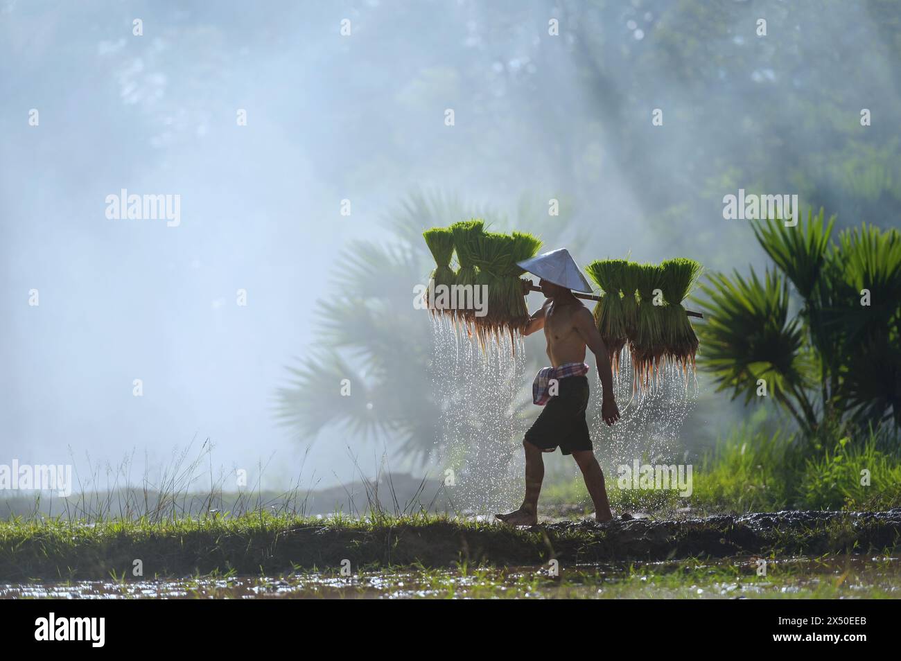 Ein Bauer, der Reispflanzen durch ein Reisfeld in Thailand trägt Stockfoto