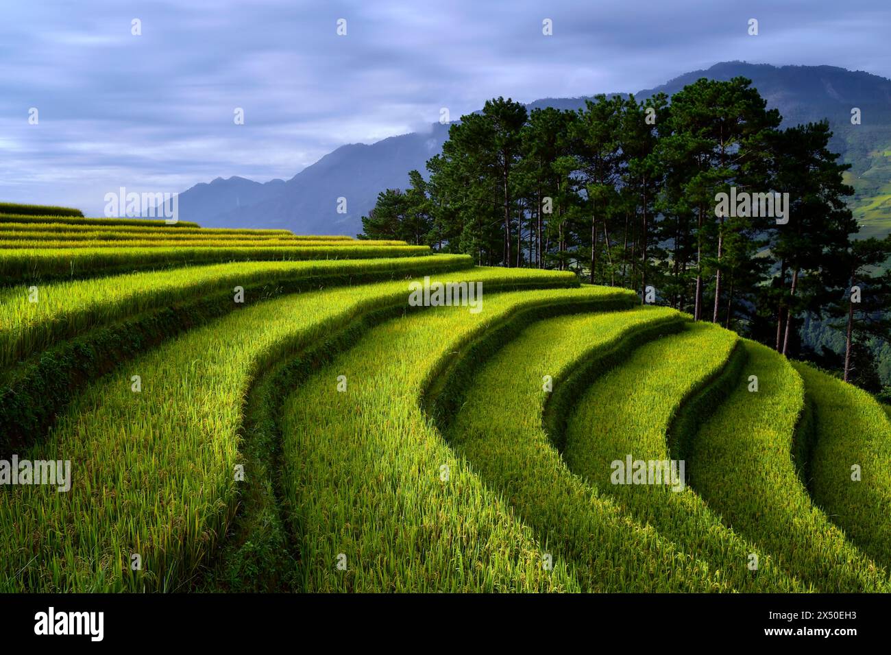 Nahaufnahme von Reisterrassen, Mu Cang Chai, Yen Bai, Vietnam Stockfoto