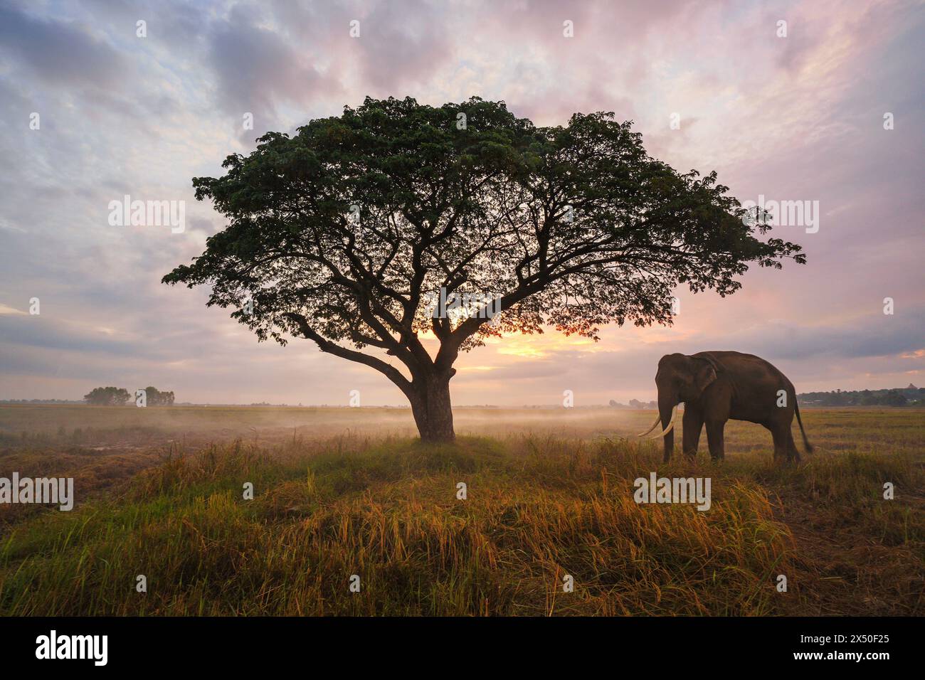 Asiatischer Elefant, der an einem Baum in ländlicher Landschaft steht, Surin, Thailand Stockfoto