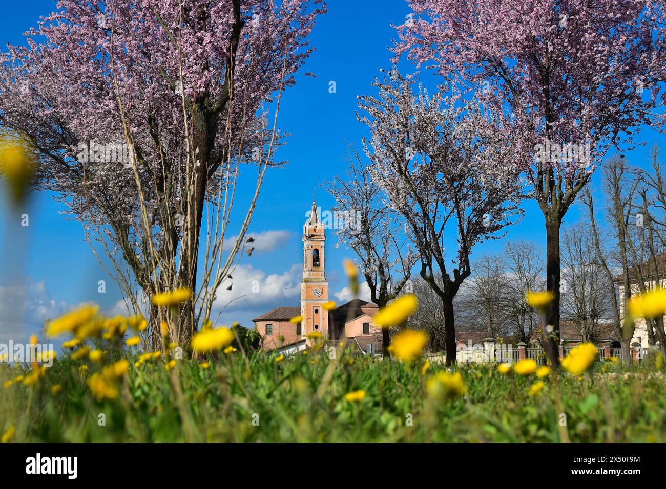 Wildblumen wachsen auf einer Wiese vor La chiesa di San Giuliano Nuovo, Alessandria, Piemont, Italien Stockfoto