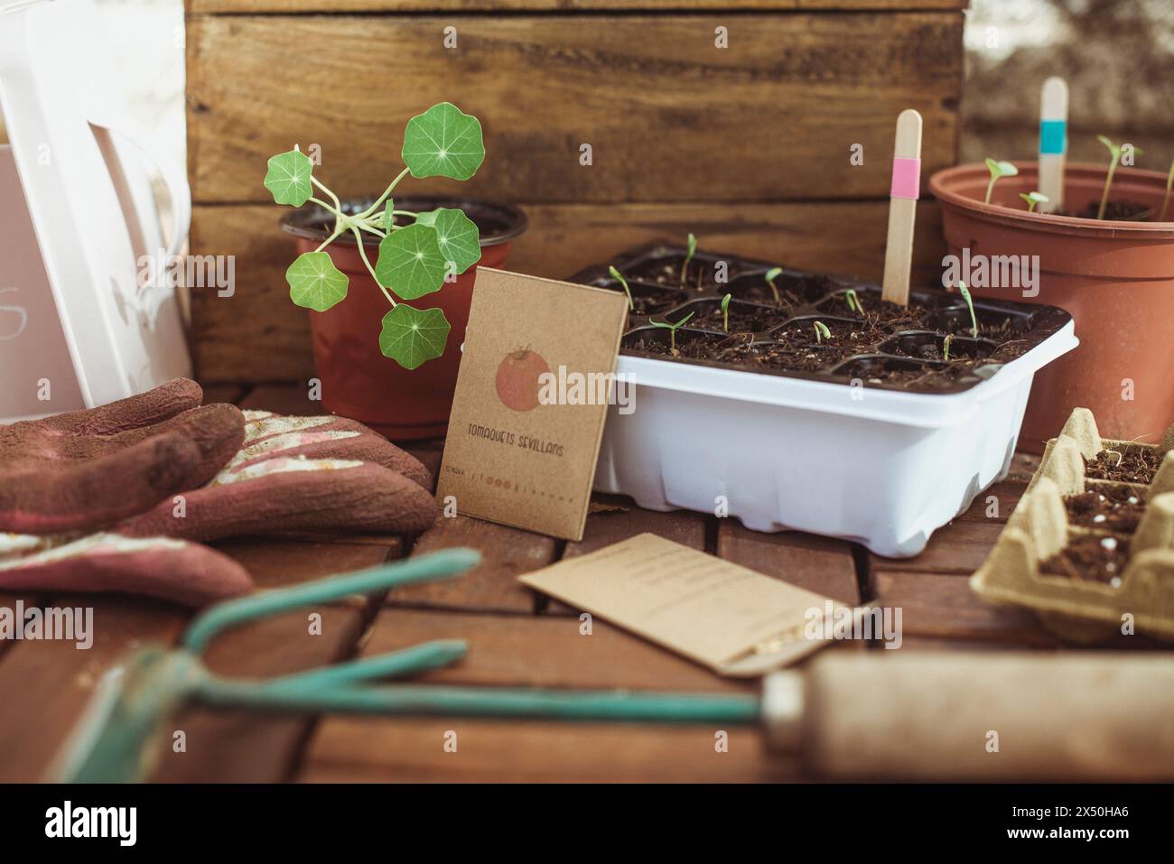 Samenpakete, Setzlinge und Gartenwerkzeuge auf einem Tisch Stockfoto