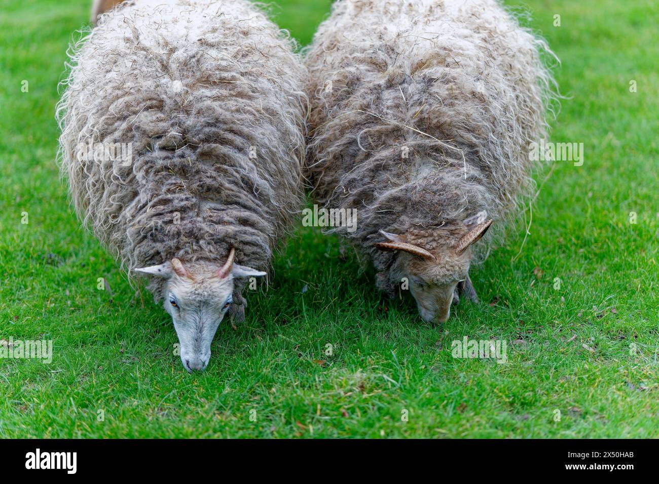 Zwei Schafe stehen nebeneinander und fressen Gras auf einem Deich an der Ems, Ostfriesland, Niedersachsen Stockfoto