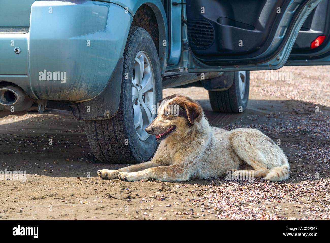 Streunender Hund, der in der Nähe des Autos ruht Stockfoto