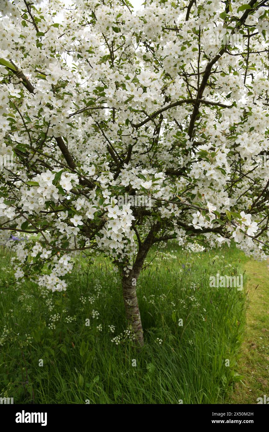 Weiße Apfelblüte Stockfoto