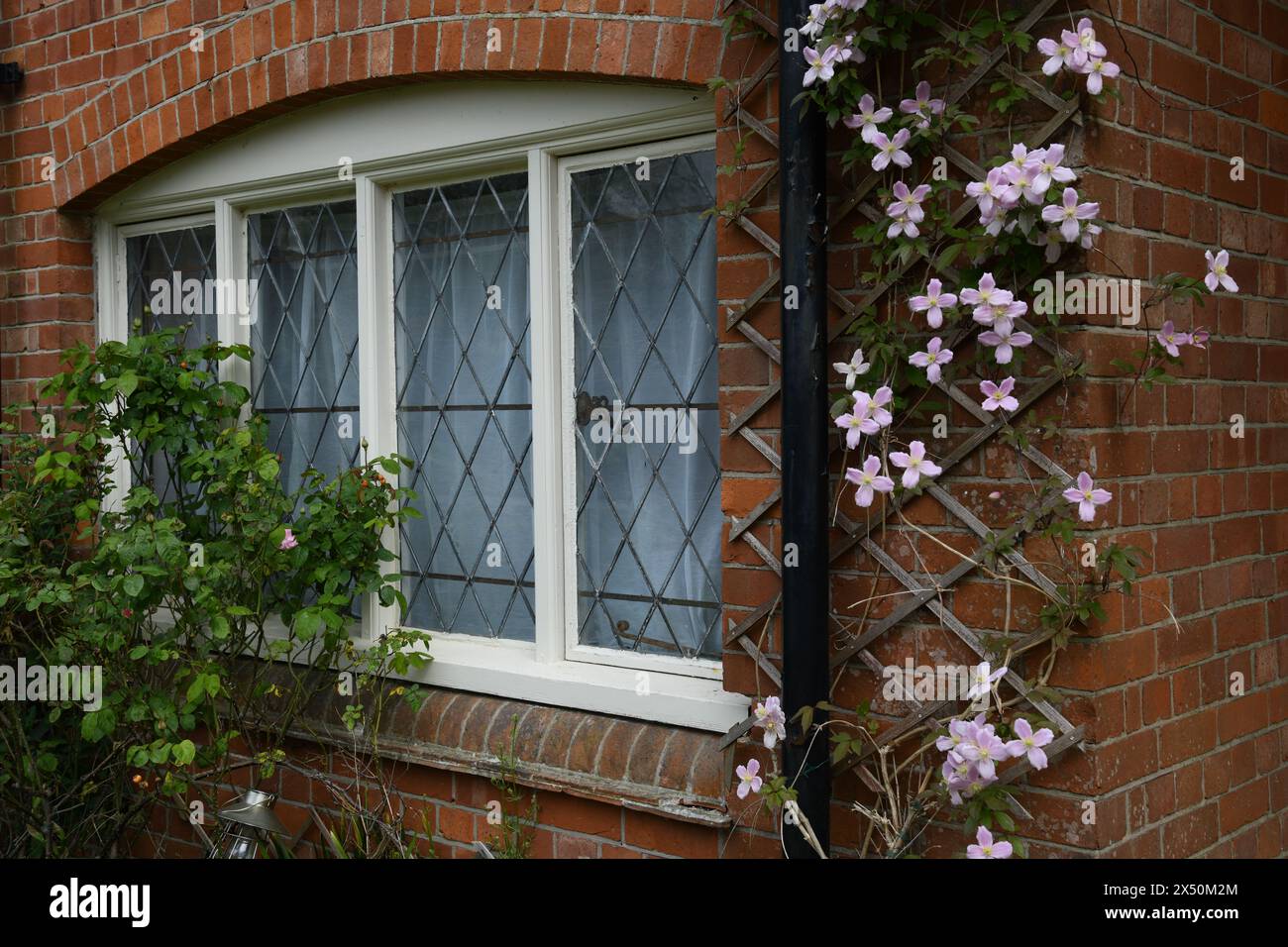 Clematis montana auf Spalier Stockfoto