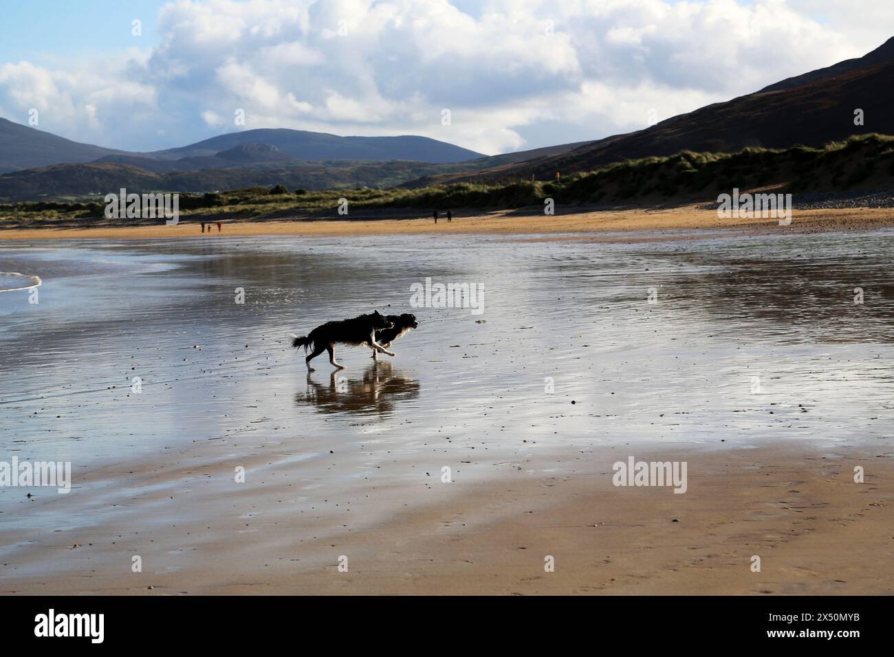 Hunde am Strand Stockfoto