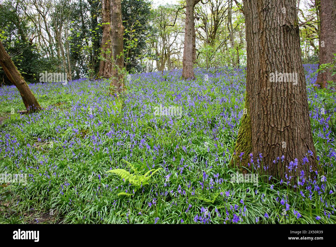 ' Bluebells ' Stockfoto