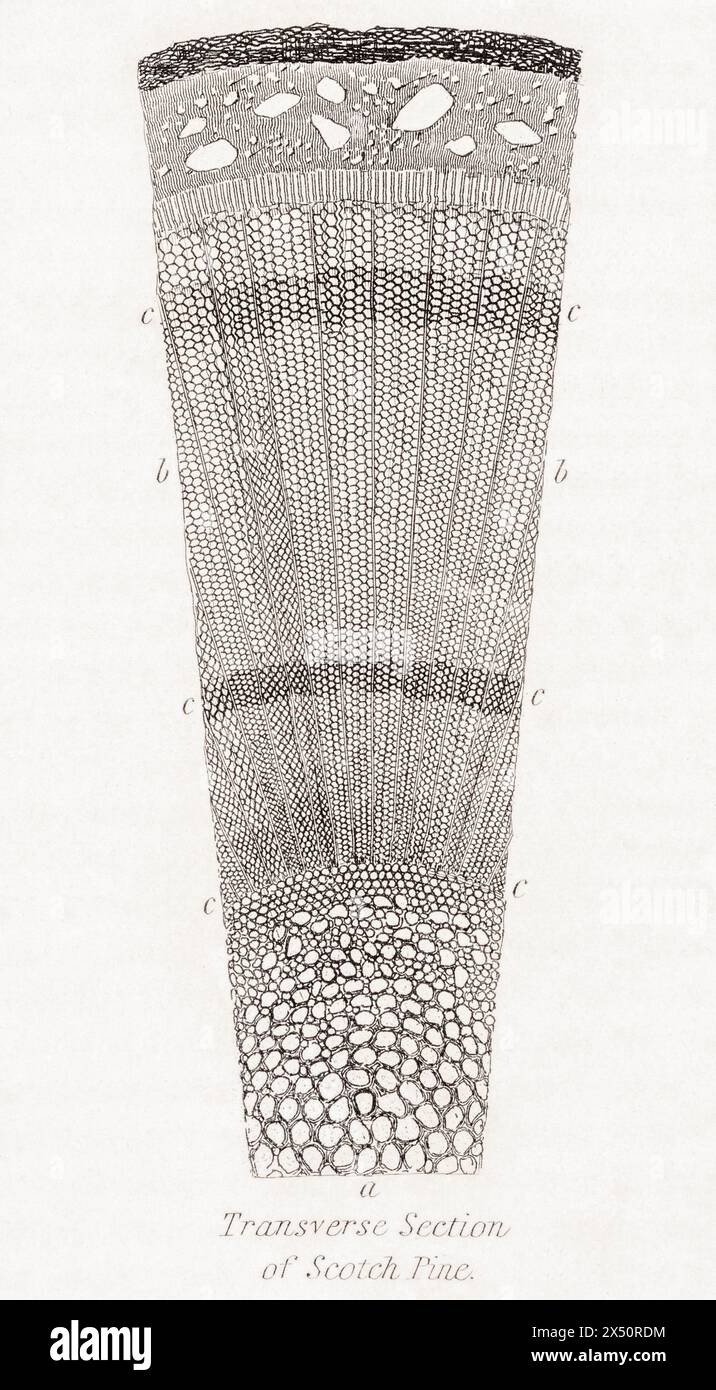 Botanische Gravur des Querschnitts von Markstrahlen aus Scotch Kiefer/Pinus sylvestris. Von William Rhind, 1872 / siehe Hinweise. Stockfoto