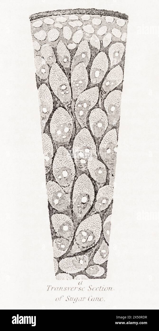 Botanische Gravur des Querschnitts von Zuckerrohr / Saccharum officinarum pith aus dem 19. Jahrhundert. Ein Monocotyledon/Monocot. Siehe Hinweise. Stockfoto