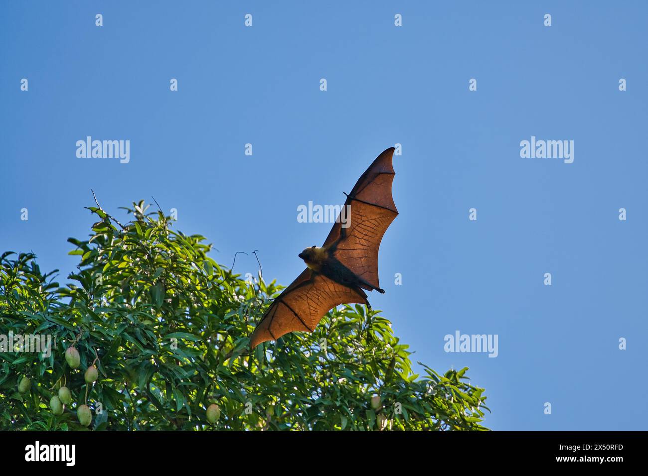 Einzelne Obstfledermaus, fliegende Fuchs, Mahe, Seychellen Stockfoto