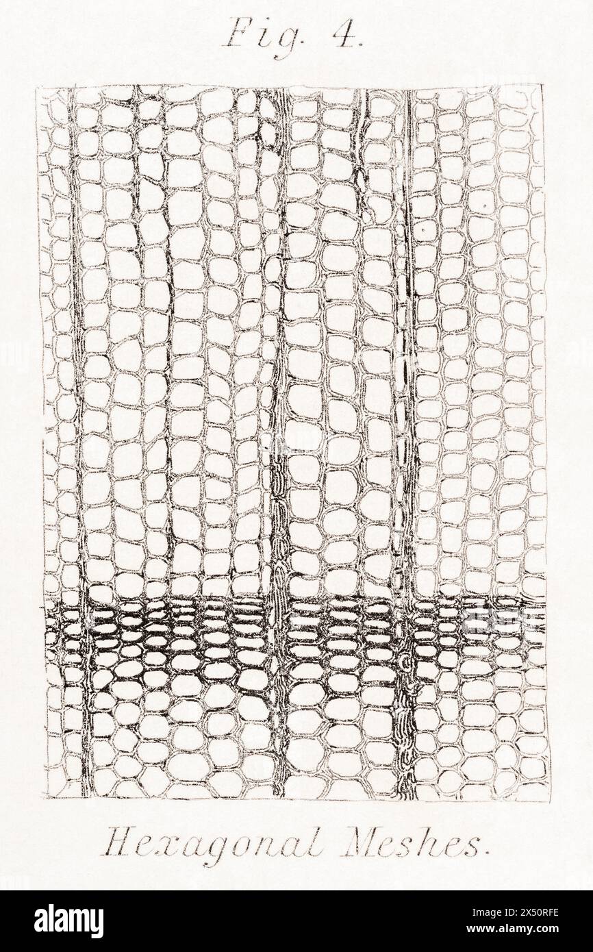 Botanische Gravur des hochvergrößerten Querschnitts der Tanne aus dem 19. Jahrhundert; Schnitt durch Längsgefäße/Holzfasern und Darstellung von sechseckigen Maschen Stockfoto