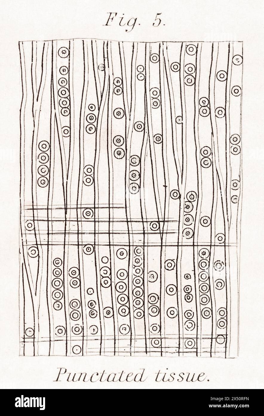 Botanische Gravur des hochvergrößerten Längsschnitts der Tanne aus dem 19. Jahrhundert mit punktiertem oder scheibentragendem Gewebe. Von Wm. Rhind, 1872 / siehe Hinweise. Stockfoto