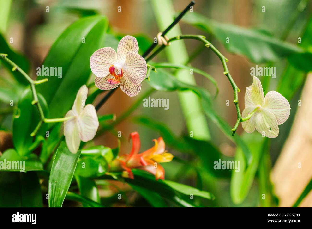 Fein gemusterte Orchideenblüten auf einem Ast vor einem natürlichen grünen Hintergrund mit Zweigen und Zweigen. Stockfoto