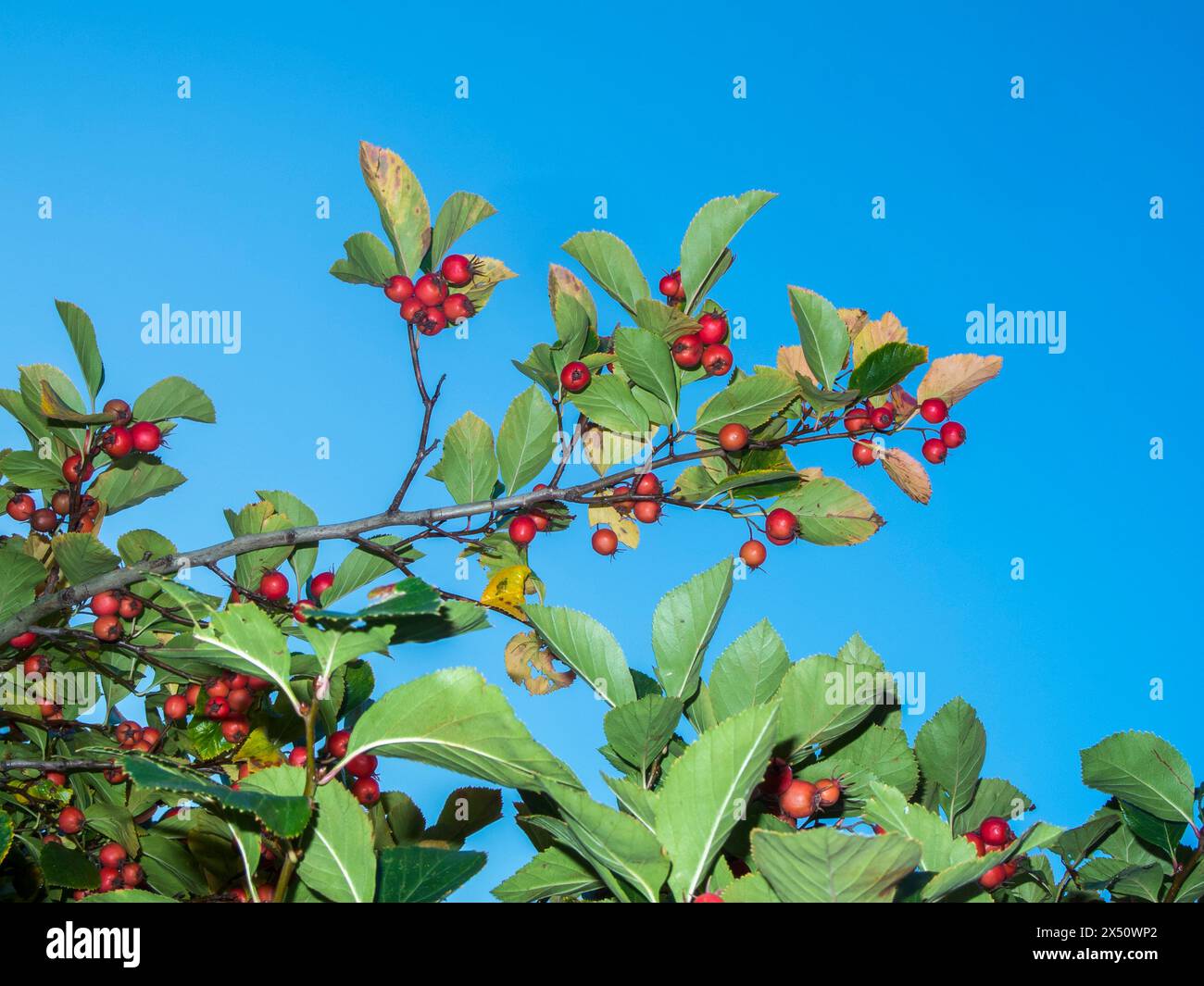 Unteransicht der Früchte des gemeinsamen Cotoneaster (lateinisch: Cotoneaster integerrimus), die auf Ästen vor blauem Himmel reiften. Stockfoto