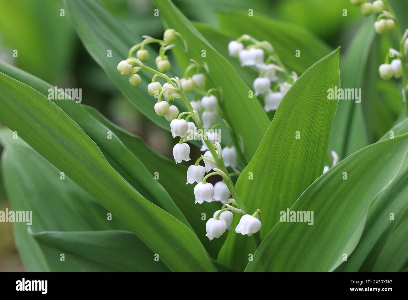 Nahaufnahme einer blühenden Maiglöckchen mit selektivem Fokus Stockfoto