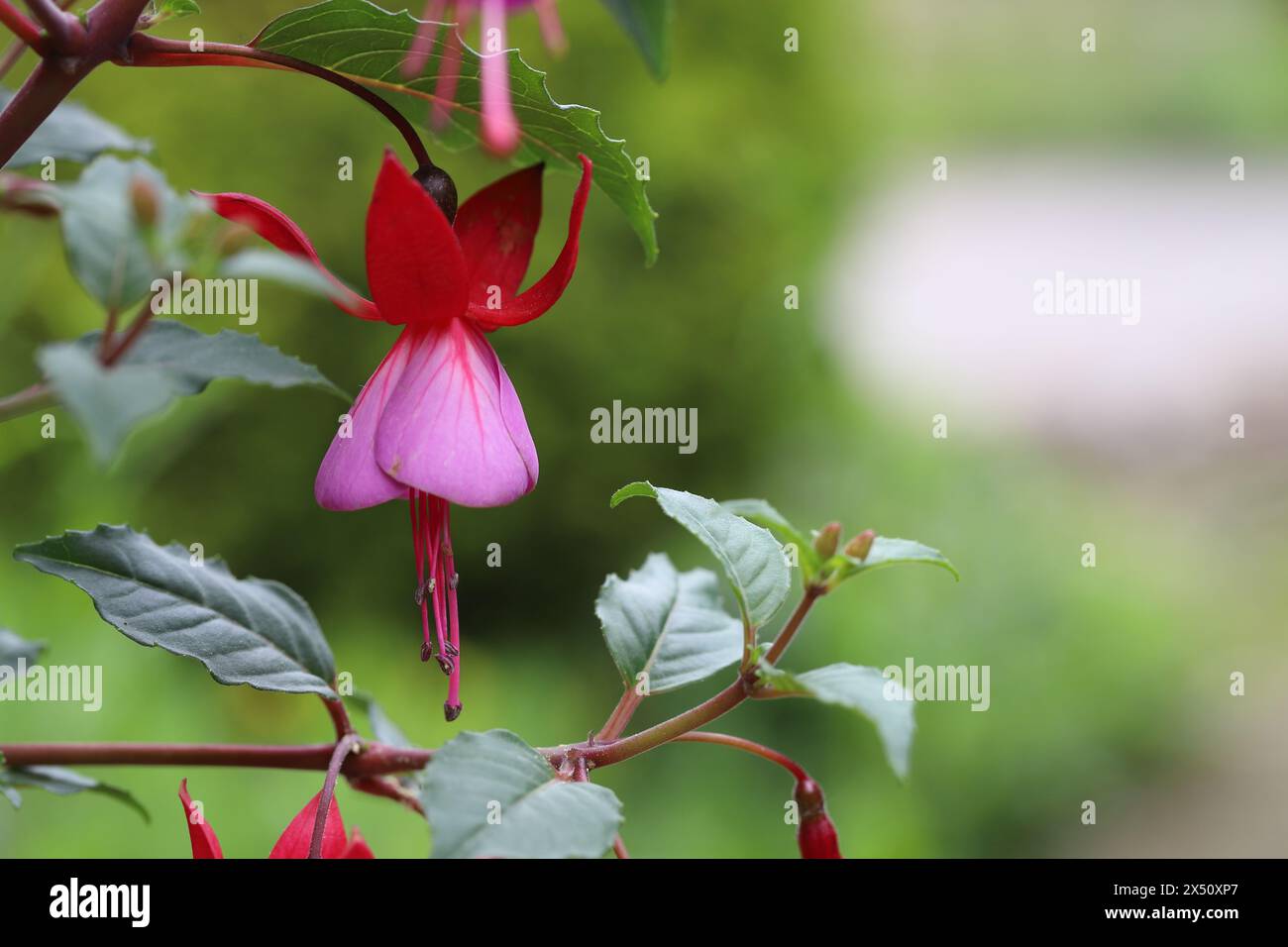 Nahaufnahme der schönen Glockenblüte einer Fuchsia mit roten Sepalen und violetten Blüten zwischen zarten Blattsprossen, Kopierraum, verschwommenem Hintergrund Stockfoto