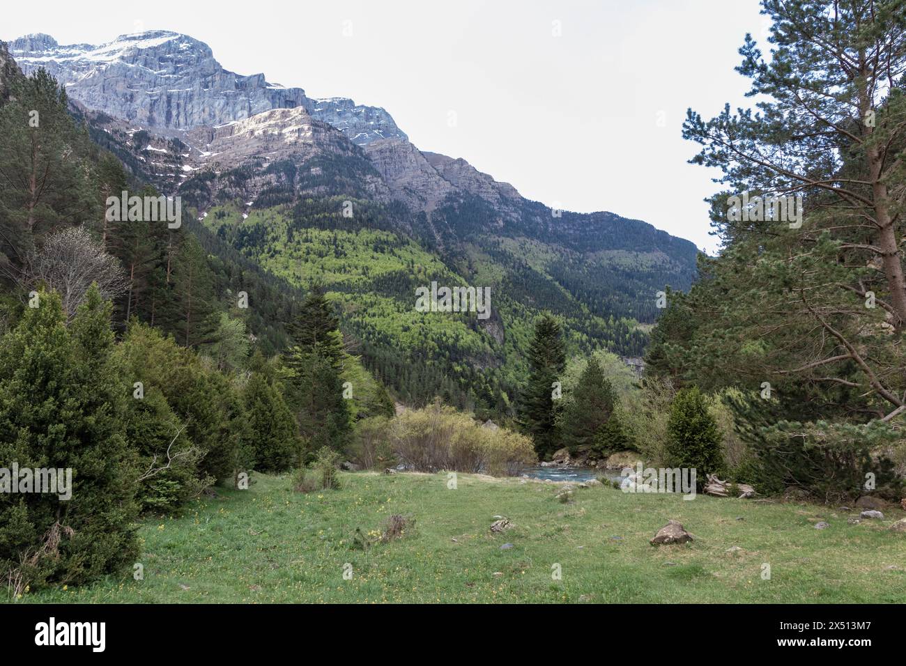Ruhige Landschaft mit Grün, Bäumen und schneebedeckten Berggipfeln unter bewölktem Himmel Stockfoto