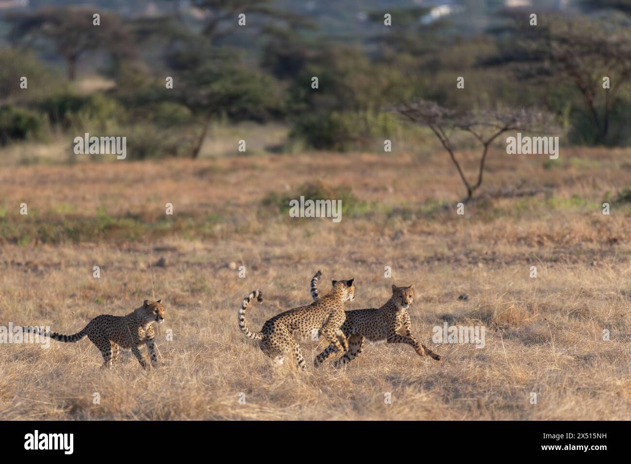 Gepard, Acinonyx jubatus, Felidae, Buffalo Spring Reserve, Samburu National Reserve, Kenia, Afrika Stockfoto