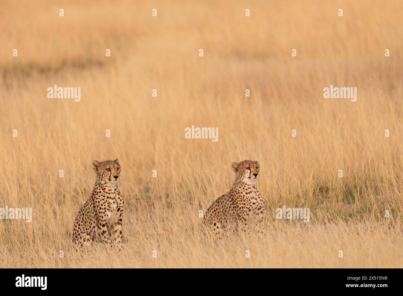 Gepard, Acinonyx jubatus, Felidae, Buffalo Spring Reserve, Samburu National Reserve, Kenia, Afrika Stockfoto