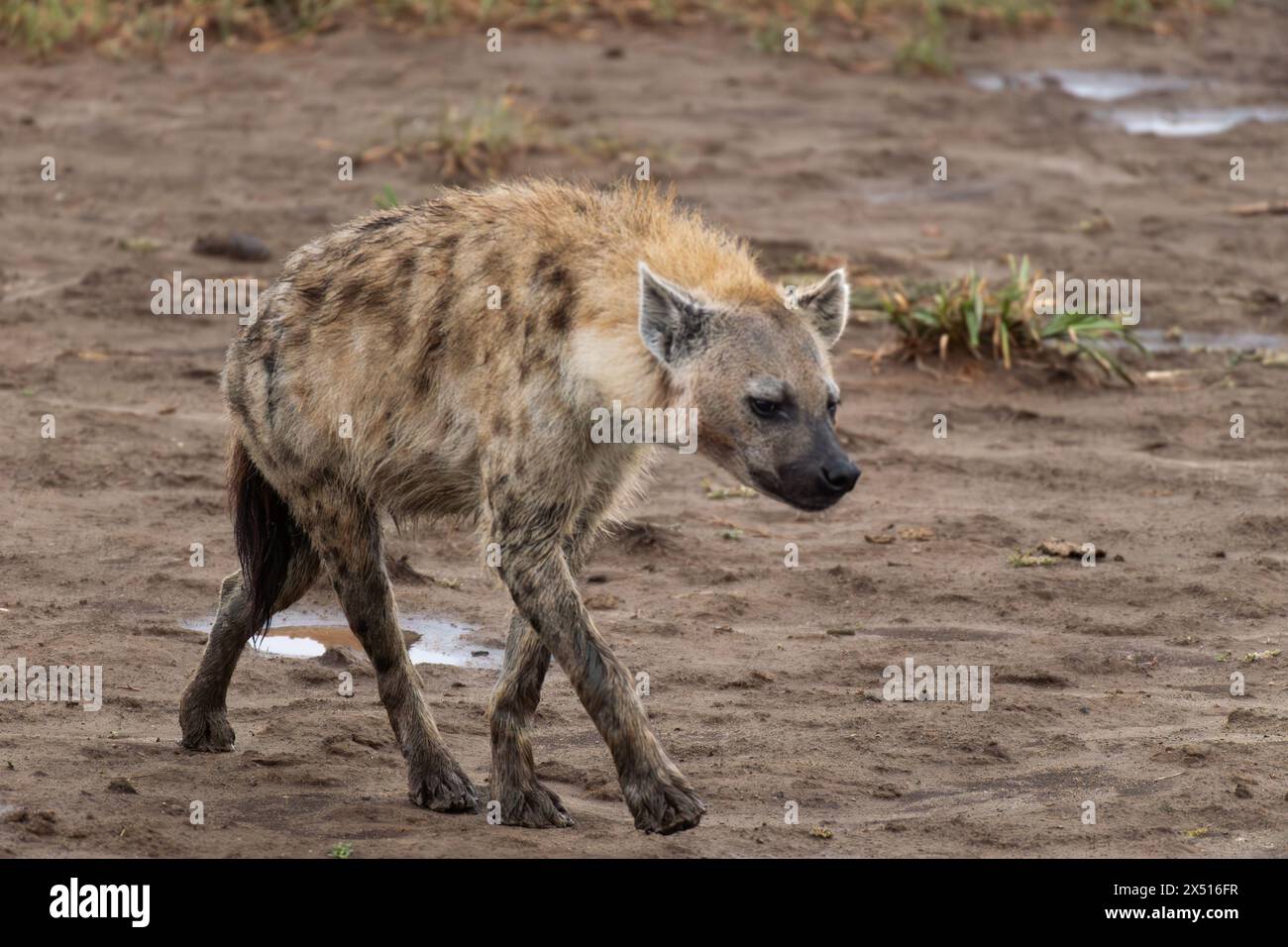 Gefleckte Hyäne, Crocuta crocuta, Hyaenidae, Lake Nakuru National Park, Kenia, Afrika Stockfoto