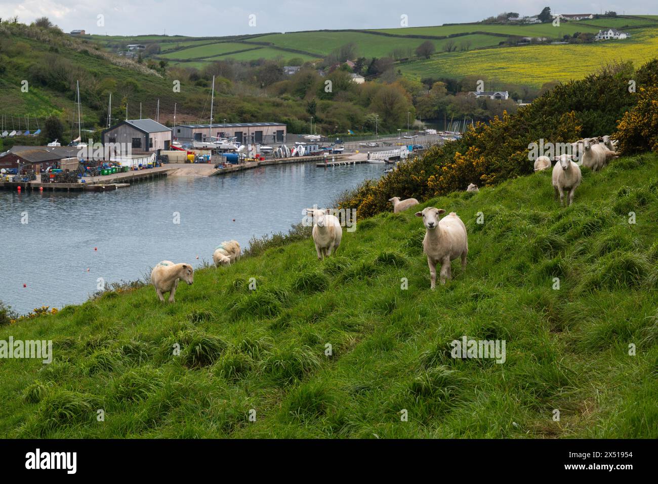 Schafe, die auf die Kamera schauen, auf einer Weide am Rand von Snapes Point, mit Flickenteppichfeldern und Batson Creek im Hintergrund an einem Frühlingstag. Stockfoto